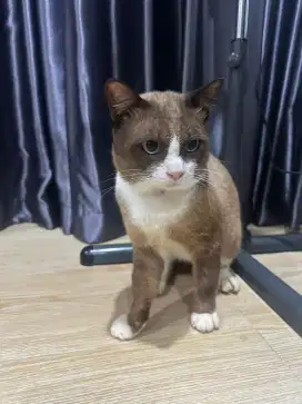 Kucing mix himalayan