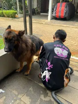 Grooming panggilan sekitar jakarta kucing dan anjing