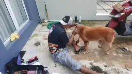House call grooming khusus kucing panggilan jakarta