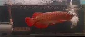 Arowana Super Red Size 40cm