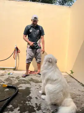 Grooming Kucing Anjing panggilan ke rumah