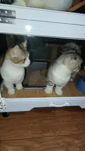 Kitten Munchkin induk Munchkin BSH Scotish dan BLH