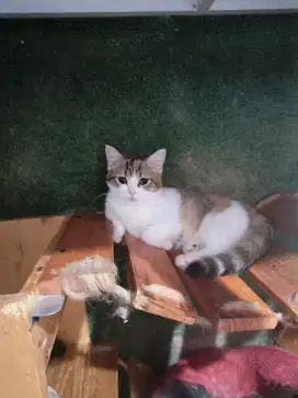 Kitten Munchkin induk Munchkin BSH Scotish dan BLH