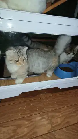 Kitten Munchkin induk Munchkin BSH Scotish dan BLH