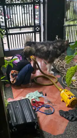 Jasa grooming panggilan kucing anjing jakarta