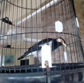Burung jalak suren rajin bunyi mompa sehat