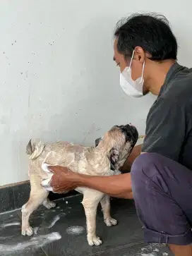 Grooming panggilan ke rumah cat and dog