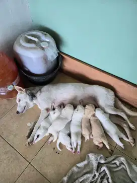 ANJING MIX, Induk Jantan: Huksy x Kintamani, Betina: Husky x Golden