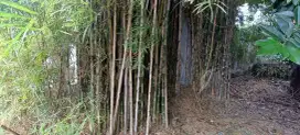 dijual bambu untuk tiang bendera atau spanduk