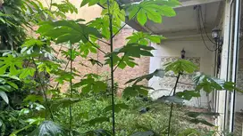 DIJUAL RUMAH THE GREEN BSD