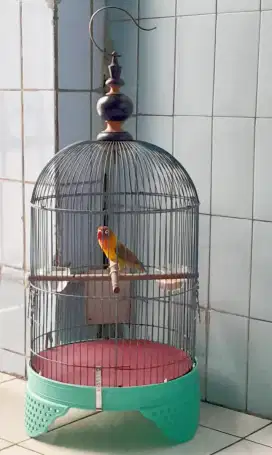 Burung Lovebird  Betina
