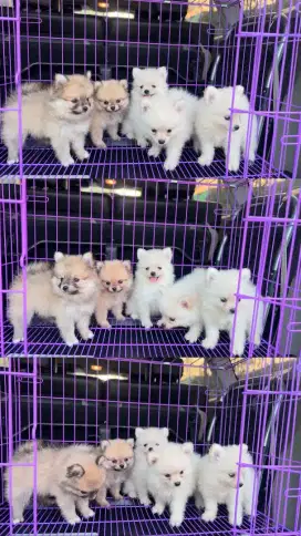 Superminipom non stambum