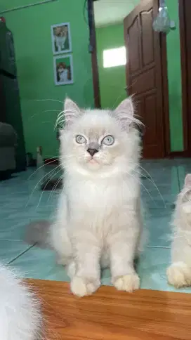 Kucing ragdoll non pedigree