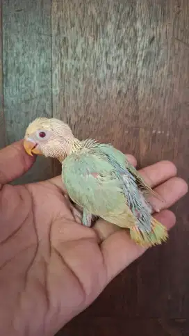 Lovebird Biola AquaBlue² PF.