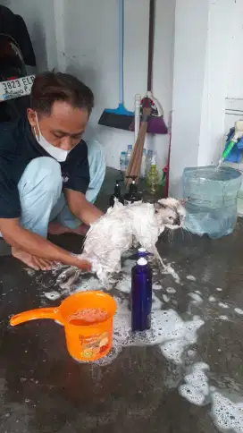 Jasa Grooming panggilan ke rumah