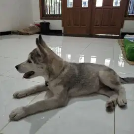 Anakan siberian Husky