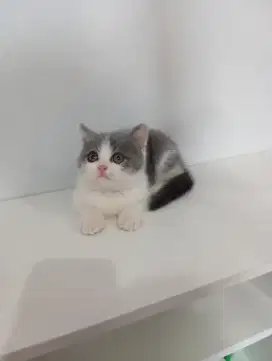 BRITISH SHORTHAIR/BSH Bicolour