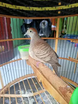 Burung perkutut katuranggan kantong semar