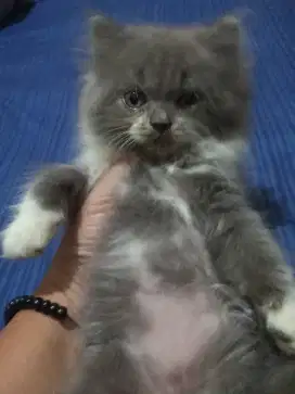 Anak kucing jantan