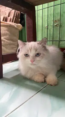 Kucing ragdoll non pedigree