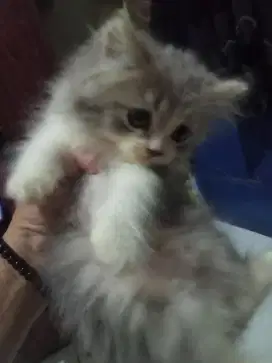 Kitten Persia jantan