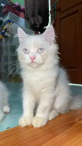 Kucing ragdoll non pedigree