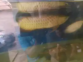 Ikan arwana  crossback 24k malaysia,,