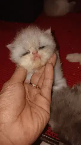 Kitten peak betina