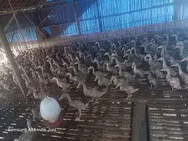 Dijual Bebek Peking Halal & Berkualitas