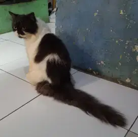 Kucing Persia plat nose