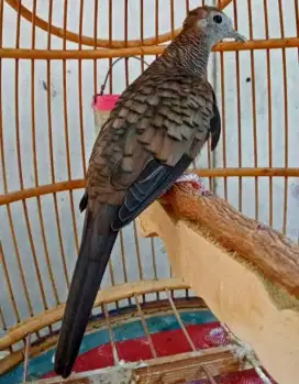 Perkutut bangkok suara lelah