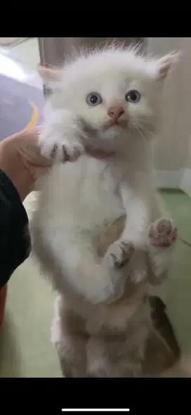 Kucing Ras Persia