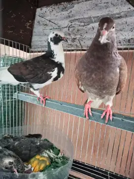 Jual burung dara sama ank ya 2 ekor matap ck sepuas ya