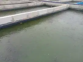 Jual benih ikan lele