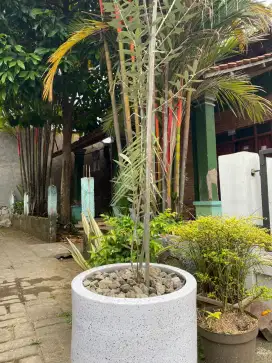 Pohon olive zaitun