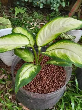 Jual Tanaman Aglonema Golden Tissue / Sri Rejeki