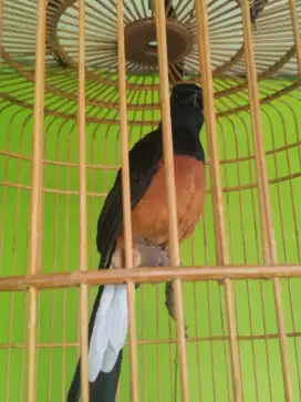 Murai Fullset Ex prestasi