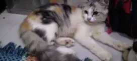 Kitten Anggora Betina