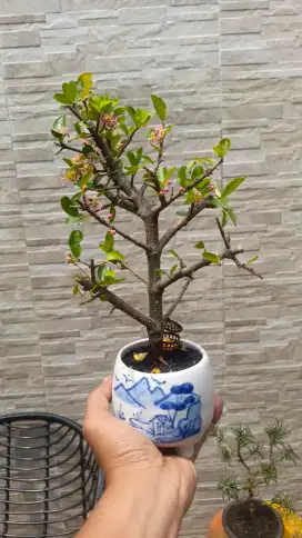 Bonsai Sianchi Buah