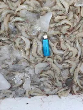 Jual udang hidup vaname