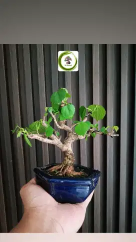 Bonsai Waru Prospek