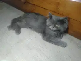 Anak kucing British Longhair