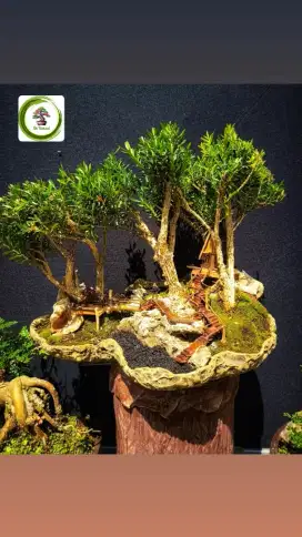 Bonsai Boxus Grouping