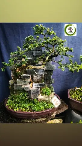 Bonsai Saeng Simbur On the wall
