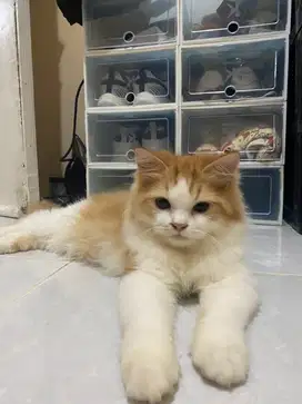 Kucing persia jantan
