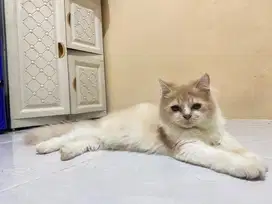 Kucing persia mix flatnose