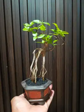 Bonsai Anting Putri