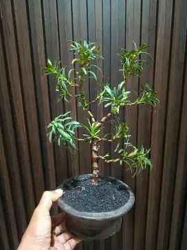 Bonsai Lohansung Lidah Burung