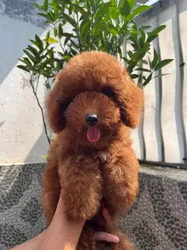 Red Poodle Jantan warna Pekat