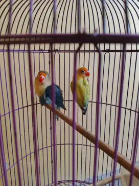 Dijual Lovebird sepasang